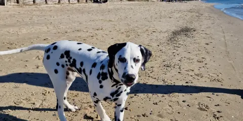 Spiaggia Di Torre Mozza