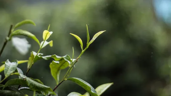 Doi Pu Muen