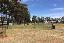 Farrell Flat Fenced Dog Park景点图片