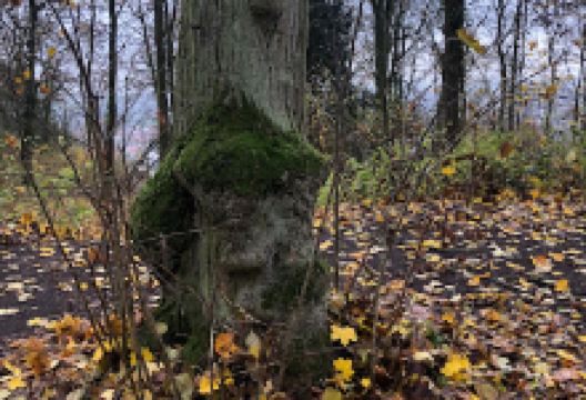 Friedenslinde景点图片