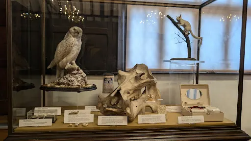 Maidstone Museum & Bentlif Art Gallery
