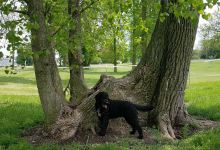 Kenton Bark Park Dog Park景点图片