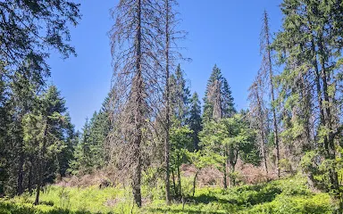 The Little Folk's Trail