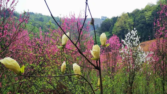 金星鄉桃花寨