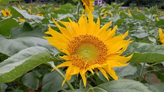 向日葵迷宮樂園