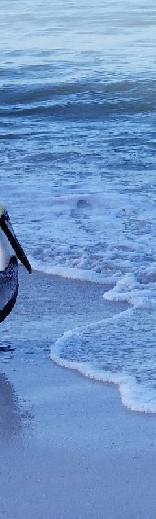 Tigertail Beach-马可岛