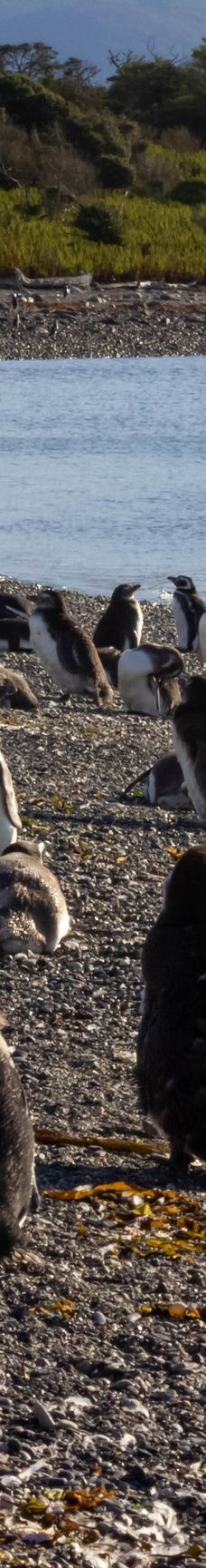 Isla Martillo-乌斯怀亚