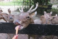 Deerland Park景点图片