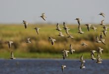 Hackberry Flat WMA景点图片