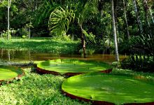 Amazon Rainforest景点图片