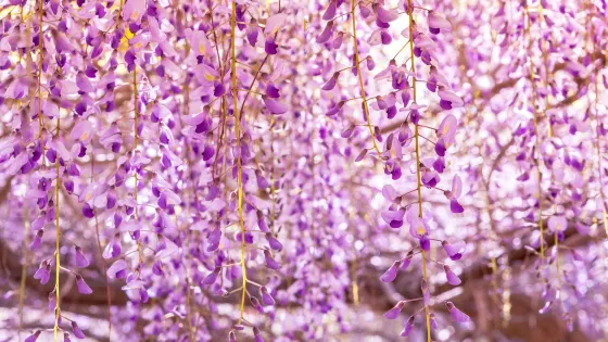 阿爾法比亞花園
