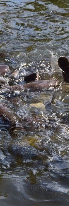 千手观音庙-苏梅岛