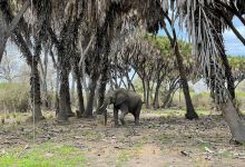 Selous Game Reserve景点图片