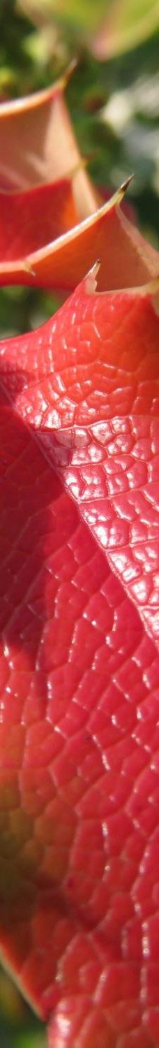 Talking Water Gardens-奥尔巴尼