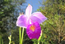 Orquideario Catasetum购物图片