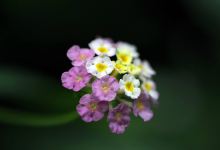 Jardin aux papillons景点图片