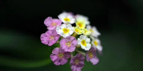 Jardin aux papillons