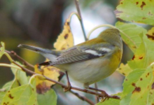 Hammond Lakefront Park and Bird Sanctuary景点图片