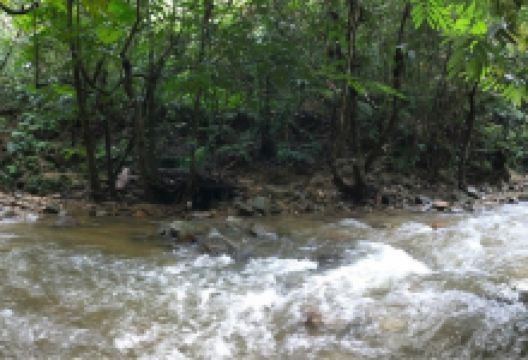 Sungai Tua Recreational Forest景点图片