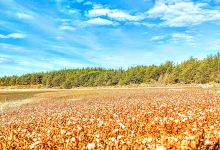 Kuku Beach Estuary景点图片