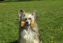 Kynologický klub Blansko景点图片