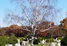 Greenfield Cemetery景点图片