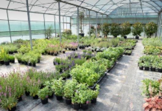 Downside Nurseries购物图片