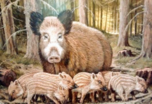 E.M.L. van Heck购物图片