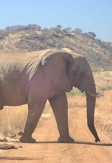 Bakubung Gate Pilanesberg National Park-Bojanala