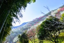 Gwangyang Maehwa Village景点图片