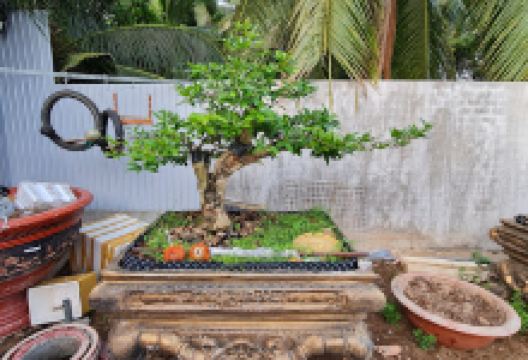 Vườn mai Nguyễn Văn Ngoạn景点图片