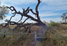 Truce Tree景点图片