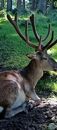 Wildgehege Meßstetten-佐勒纳尔布县