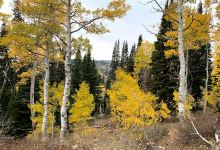 Bridger Peak Trailhead景点图片