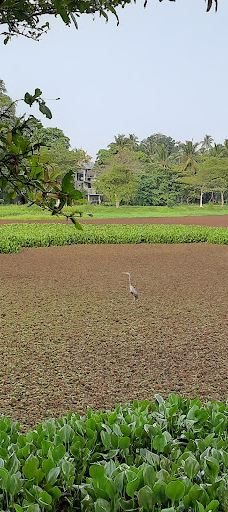 Attidiya Bird Sanctuary-代希瓦勒－芒特拉维尼亚