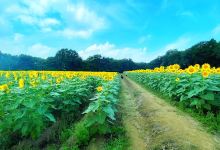 かみのかわひまわり畑景点图片