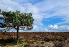 Deelerheide (Deelerwoud)景点图片