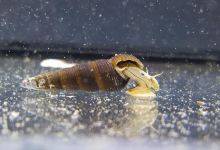 Aqua Terra peces y reptiles购物图片