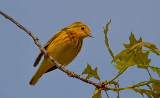 Morgan's Point Conservation Area