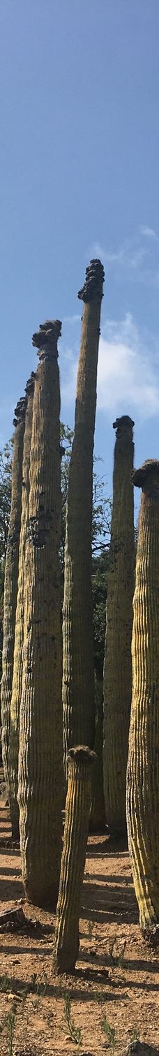 Jardí Botànic Tropical Paratge Pinya de Rosa-布拉内斯