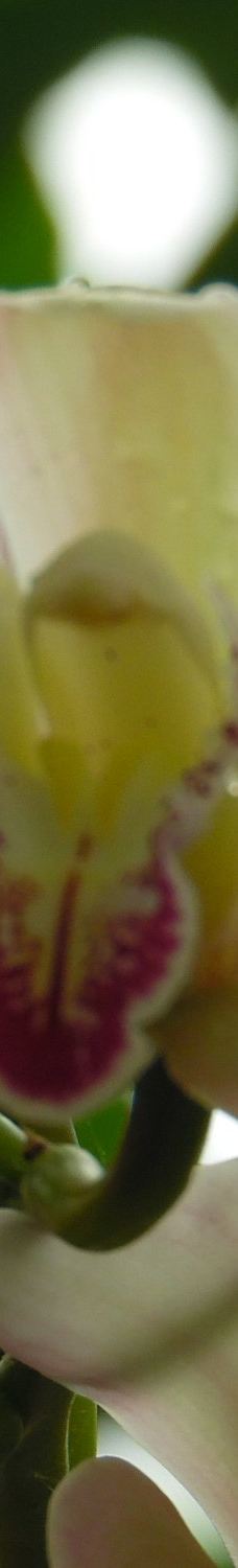 Orquidario de Morelia-莫雷利亚