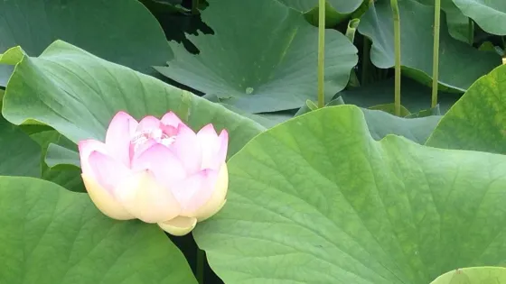 Karako Marsh Park Lotus Pond