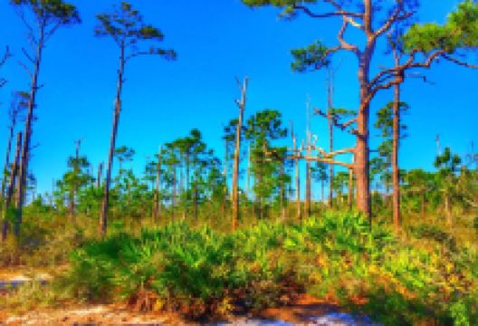 Gulf Islands National Seashore景点图片