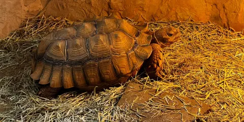 Autrey Mill Nature Preserve and Heritage Center