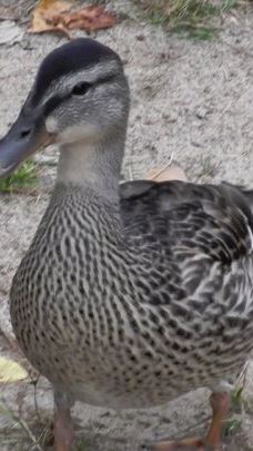 Mikisew Provincial Park-Machar