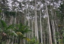 Wedding Bells State Forest景点图片