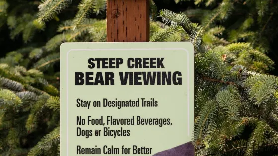 Steep Creek