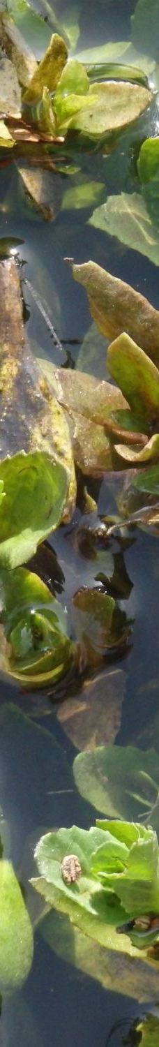 Jackson-Frazier Wetlands-本顿县