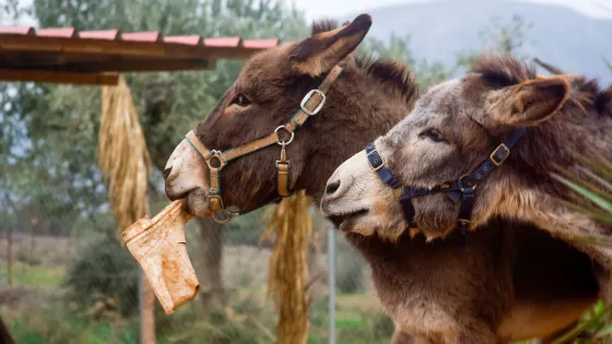 Donkey's Land