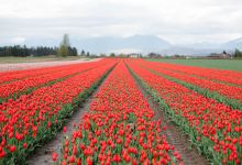 Tulips of the Valley景点图片